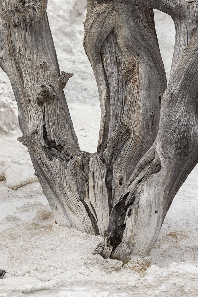 Dead tree-Canary Spring-Mammoth Hot Springs-Yellowstone National Park-Wyoming art print by Adam Jones for $57.95 CAD